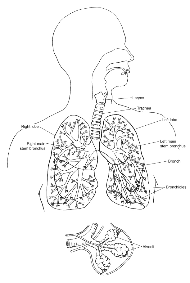 Bronchial tree & lungs