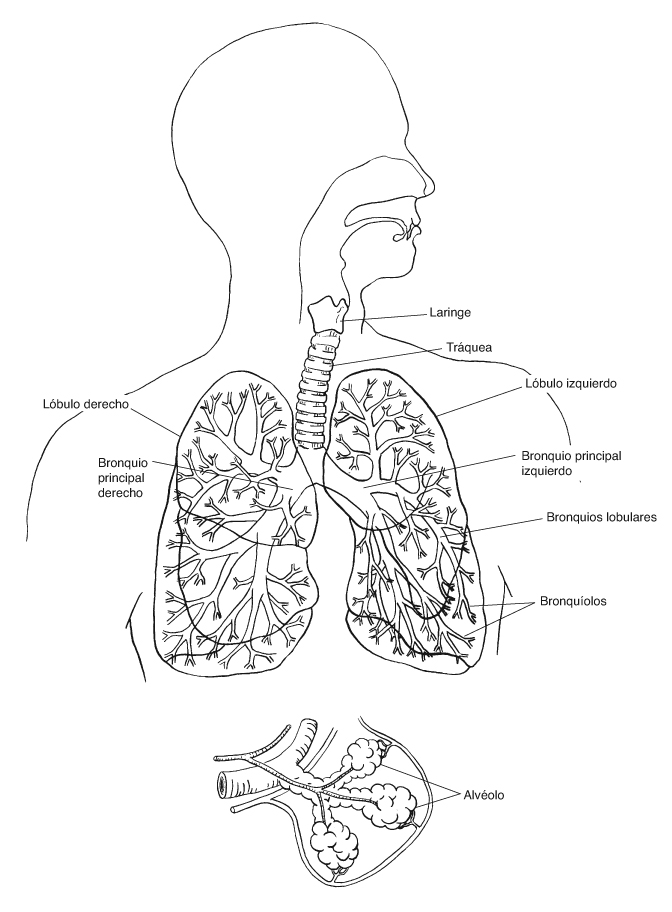 Bronquios y Pulmones