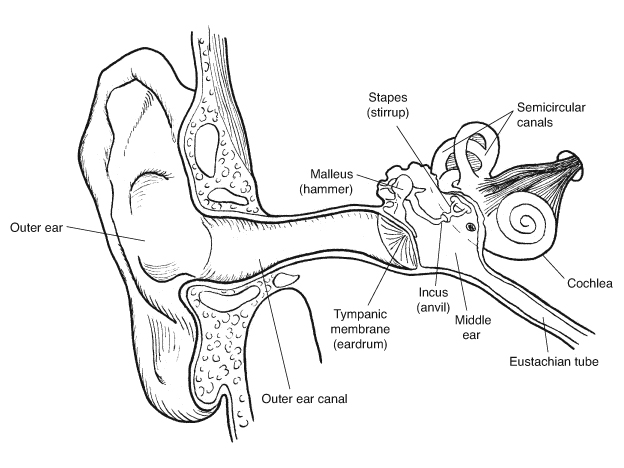 Ear