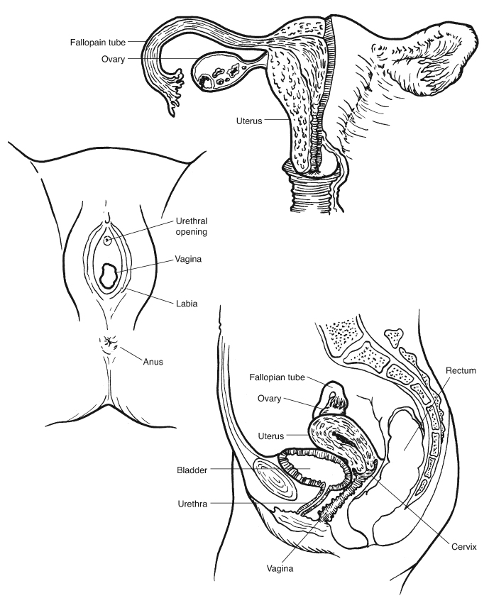 Female genital organs