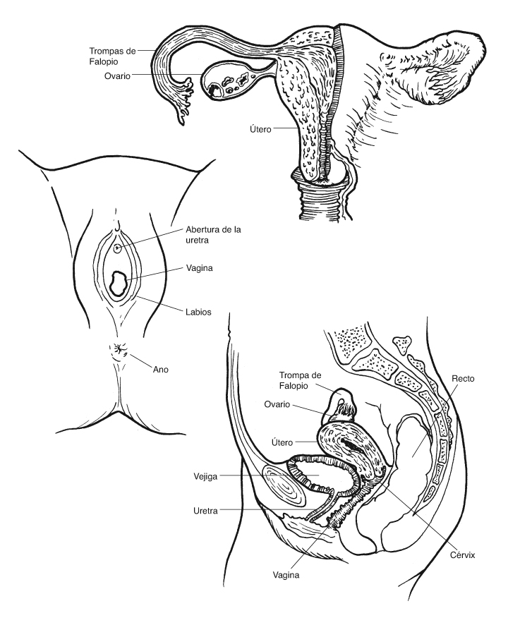 &Oacute;rganos genitales femeninos