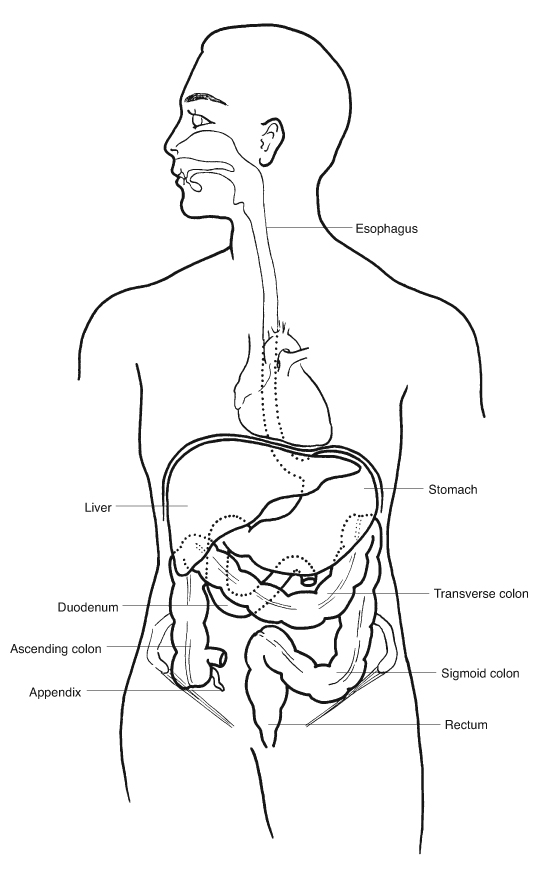 Gastrointestinal tract