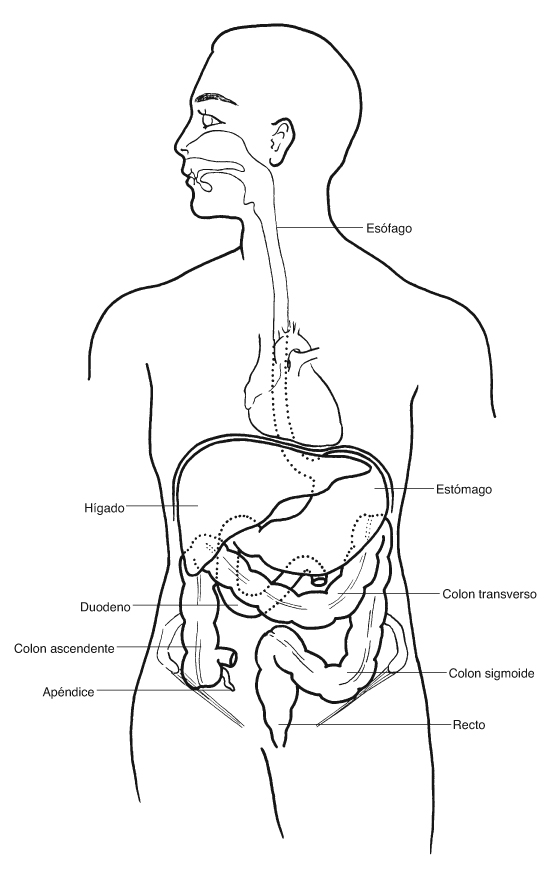Tracto gastrointestinal