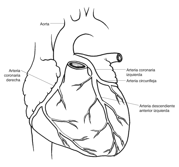 Coraz&oacute;n y arterias coronarias