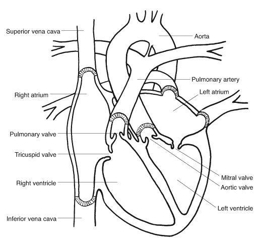 Heart, schematic cross-section