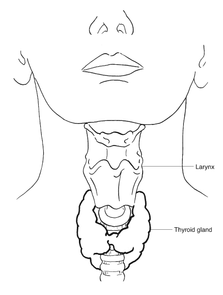 Larynx & thyroid gland