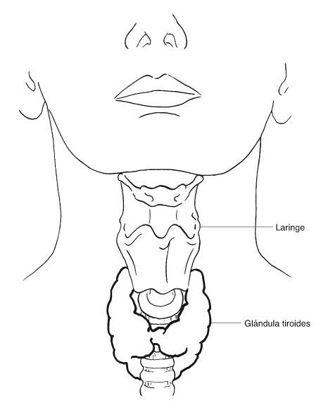 Laringe y gl&aacute;ndula tiroides