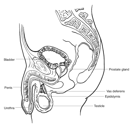Male genital organs