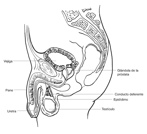 &Oacute;rganos genitales masculinos
