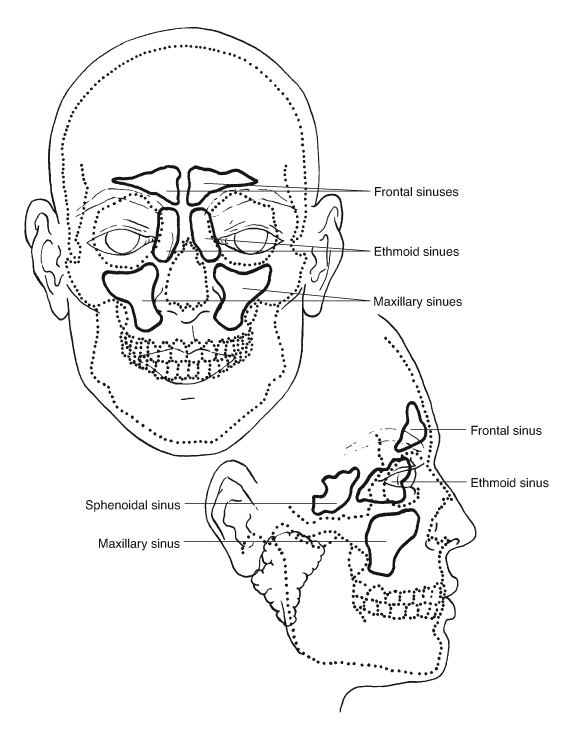 Sinus cavities