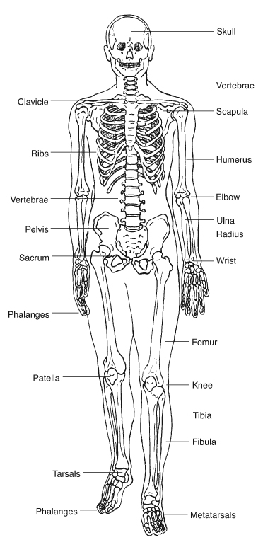 Skeletal system, showing major bones and joints