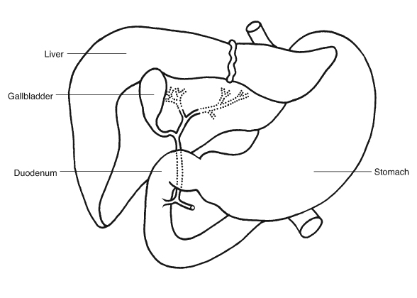 Stomach, liver, gallbladder & duodenum
