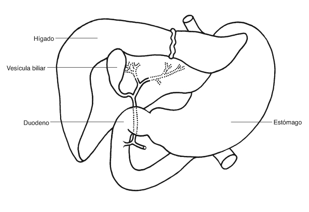 Est&oacute;mago, h&iacute;gado, ves&iacute;cula biliar y duodeno