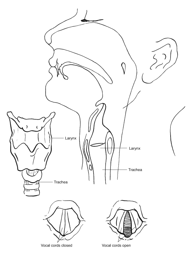 Trachea & larynx