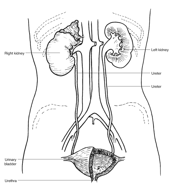 Urinary tract